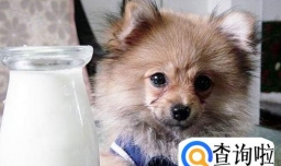 狗狗为什么不能喝牛奶？狗狗喝牛奶腹泻的原因