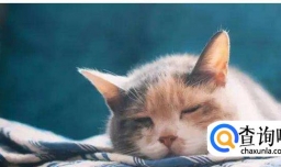 猫咪呕吐的治疗办法（呕吐的原因）