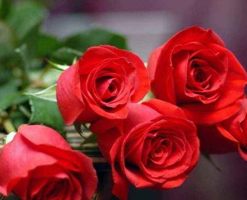 十一朵玫瑰代表什么意思