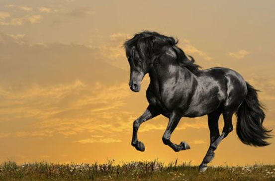 为什么吃马肉的比较少？