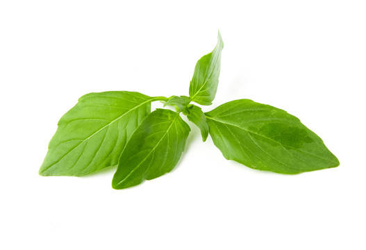 荆芥为什么只有河南人吃