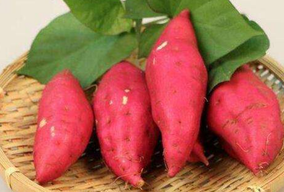 红薯不能和什么一起吃