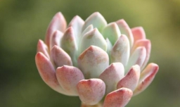 如何栽种多肉植物