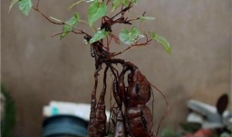 怎样种植何首乌