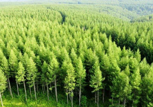 塞罕坝林场在哪里