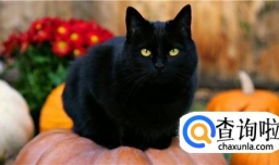 如何通过肢体语言了解猫的心情