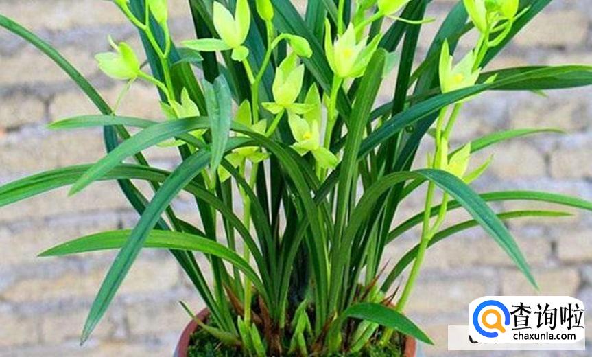 兰花怎么样光照合适