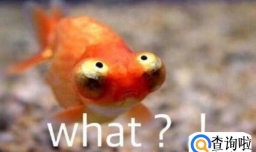 金鱼系男友是什么意思