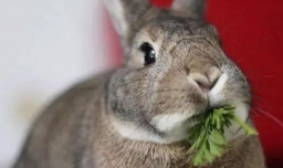 兔子可以一直吃吗