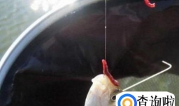 冬季钓鲫鱼如何选用饵和钩