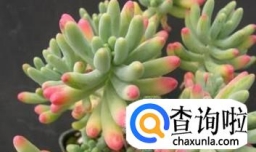 常见的八种多肉植物