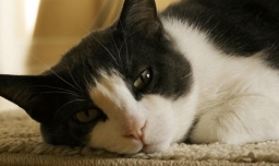 猫咪会得抑郁症吗