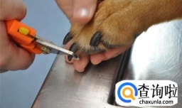 养宠知识：狗狗腿瘸了多久自愈