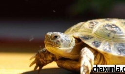 十大便宜好养的宠物