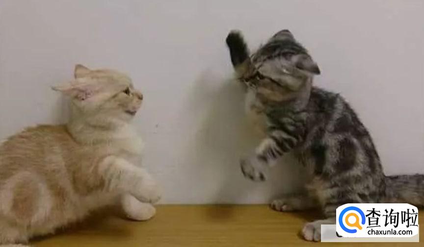 如何处理猫咪打架