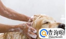 狗狗掉毛一块一块的，狗狗严重掉毛怎么办