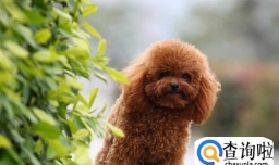 贵宾犬为什么要断尾巴，贵宾犬尾巴怎么剪掉