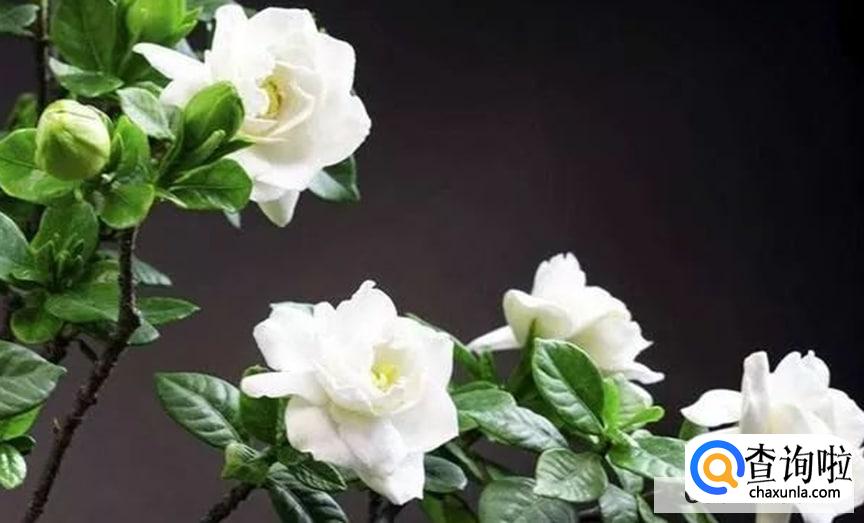 如何养护栀子花