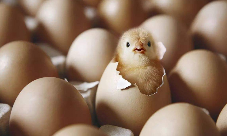 受精蛋和普通蛋区别在哪