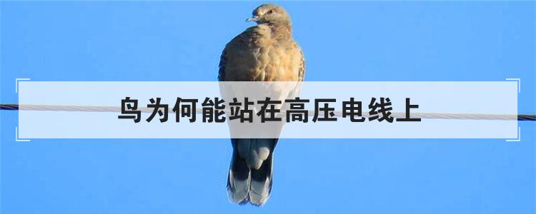 鸟为何能站在高压电线上
