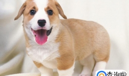 狗狗一天喂多少顿？