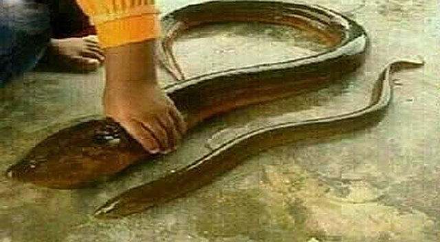 世界上最大的黄鳝