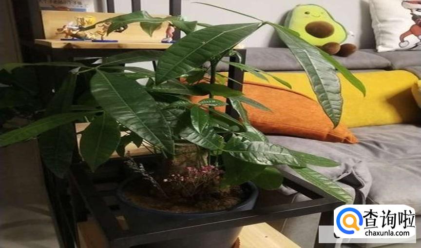 瓜栗怎么养护比较好