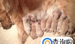 怎么判断狗狗生完没有