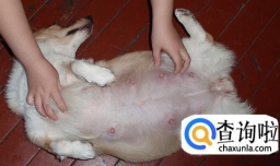 怎么判断狗狗怀孕