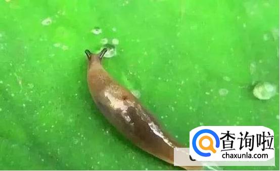 怎么彻底消灭菜地里的鼻涕虫