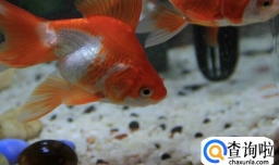 金鱼除了吃鱼食还可以吃什么？