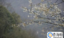 峨眉山的旅游攻略（超详细）