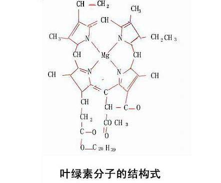 秋天树叶为什么会变黄