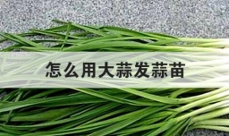 怎么用大蒜发蒜苗