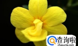 迎春花的养护与种植方法