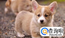 金毛犬什么时候发情