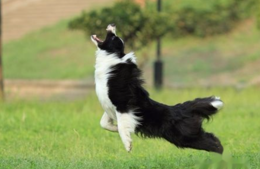 边境牧羊犬怎么训练