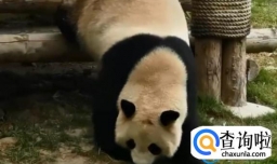 医院有一位患者叫熊猫，是怎么回事？医院如何处理？