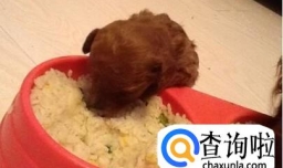 泰迪怎么养（怎么养泰迪）