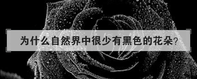 为什么自然界中很少有黑色的花朵