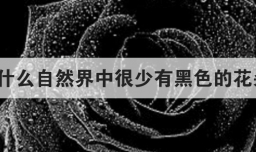 为什么自然界中很少有黑色的花朵