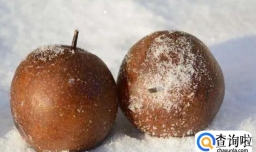 冻梨坏了是什么样子的