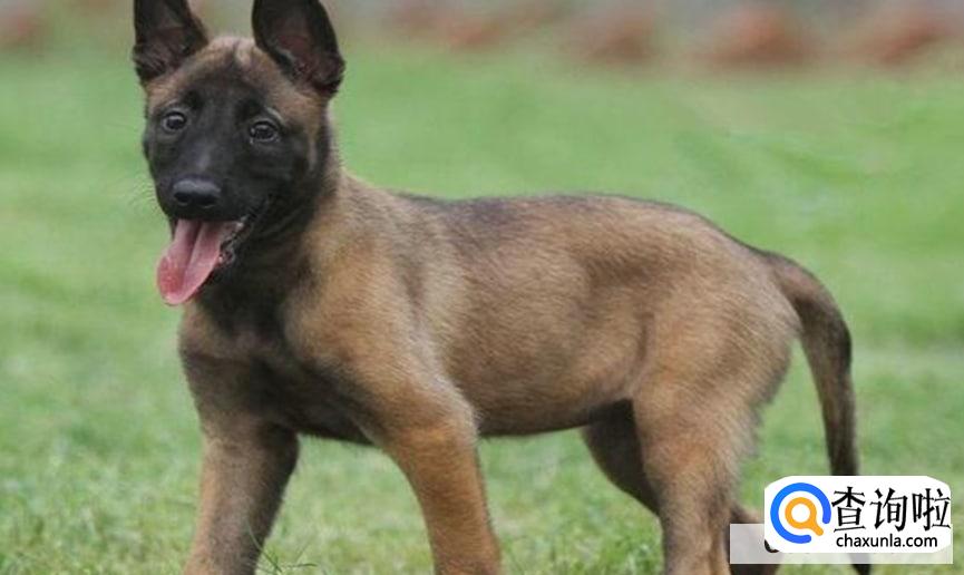 马犬为何不宜家养