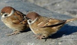 最有效的捕捉麻雀方法