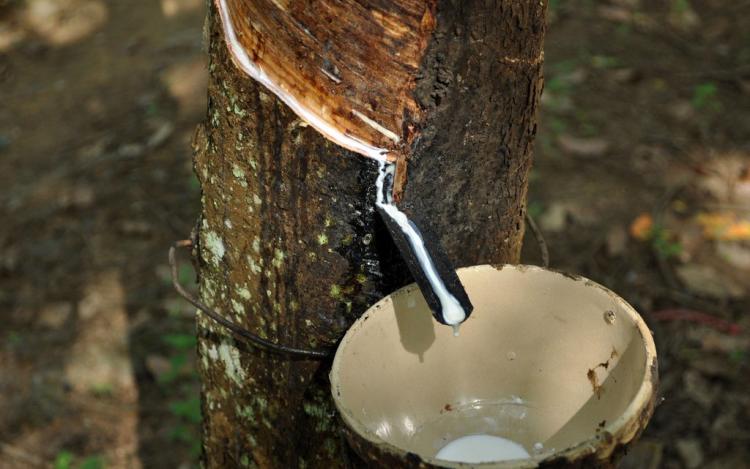 马来人是哪里人