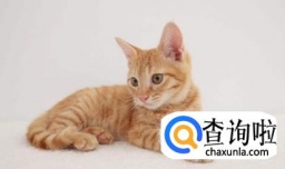 如何让猫咪晚上安静下来不叫？