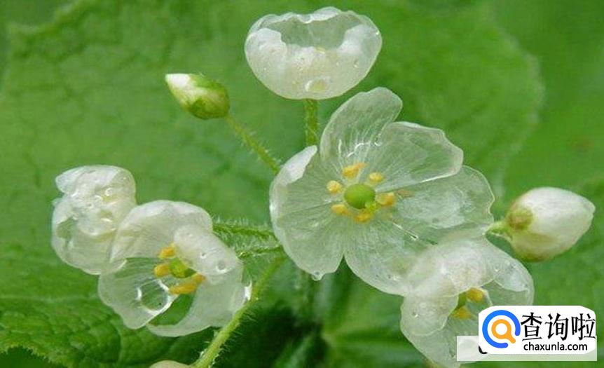花苞怎么样才能快速开花
