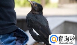 训鸟专家训鸟的方法