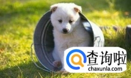 给小狗狗断奶的最佳时期和具体方法