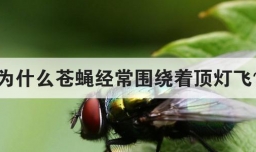 为什么苍蝇经常围绕着顶灯飞
